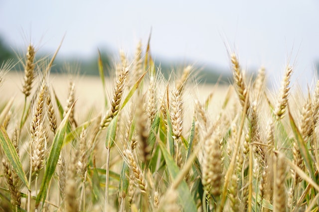 Pšenice rostoucí na poli